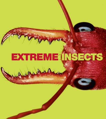 Extreme Insects - 9780007310777